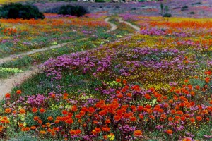 01_namaqualand (Medium)