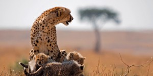 Cheetah and cubs