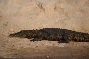 namibie-1854-large