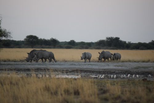 botswana-large-2018