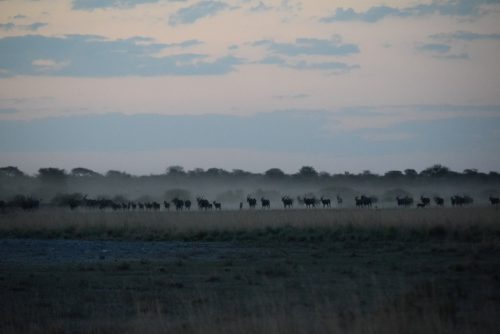 botswana-large-2046