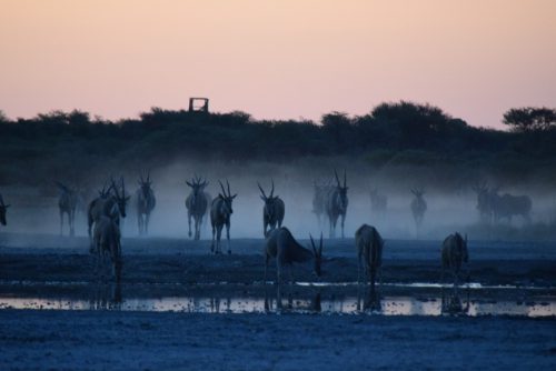 botswana-large-2052